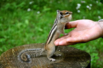 Бурундук (chipmunk): хочу ещё угощения