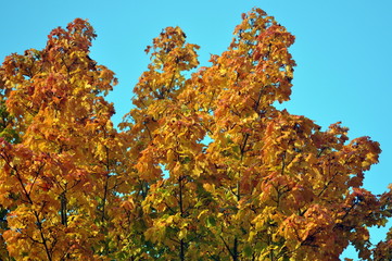 Herbstblätter