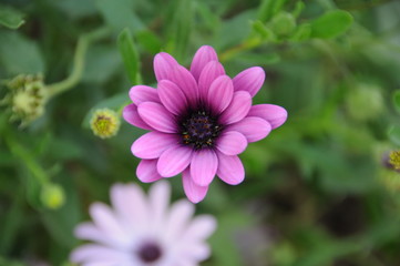 Fototapeta premium flower