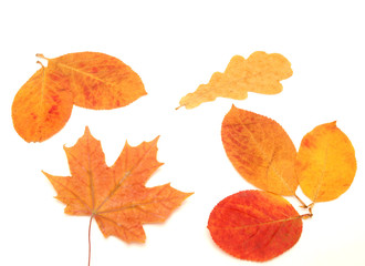 Multi-colored leaves