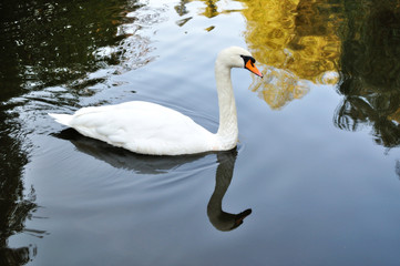 Fototapeta premium White swan in autumn pond