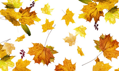 Fototapeta premium The autumn fallen down leaves it is isolated on the white