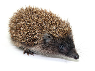 Little hedgehog on white background