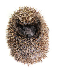 Little hedgehog on white background