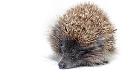 Little hedgehog on white background