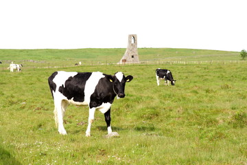 牛と美しの塔　Cow and Utsukusinoto