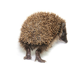 Little hedgehog on white background
