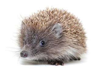 Little hedgehog on white background