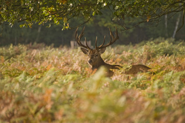 Red Deer Rutting Season Autumn Fall