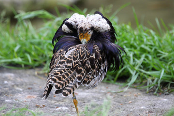 Kampfläufer