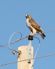 A Red-Tailed Hawk Perched on a High Electric Wire