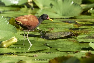 Jacana - Gelbstirn-Blatthühnchen