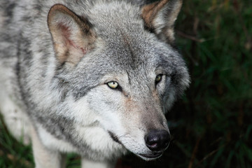 Naklejka premium Gray Wolf Close-Up