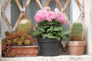 window sill with cacti and daisy, Italy