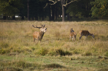 Red Deer Rutting Season Autumn Fall