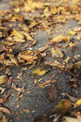 Laub auf Fußweg
