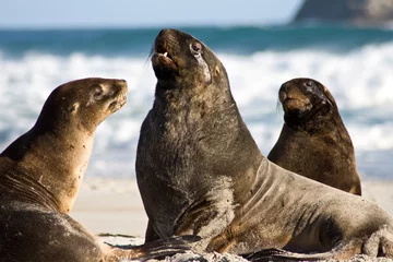 Foto op Plexiglas male sea lion © stevenjfrancis