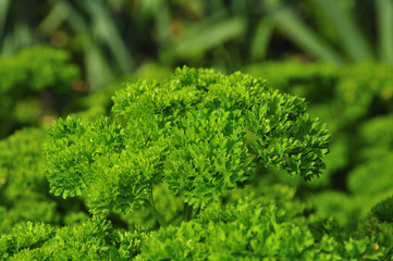 Parsley