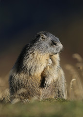 Alpine Marmot, Marmota marmota