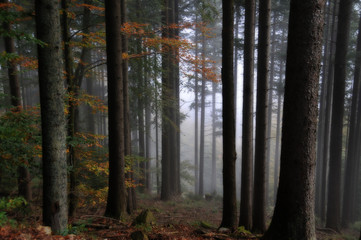 Forêt en automne