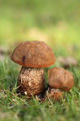 Big and small mushroom