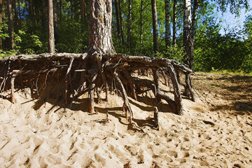 The roots of pine on the sand