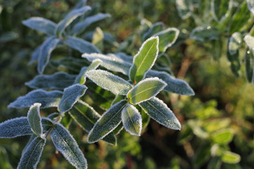 Plants and flowers in hoarfrost