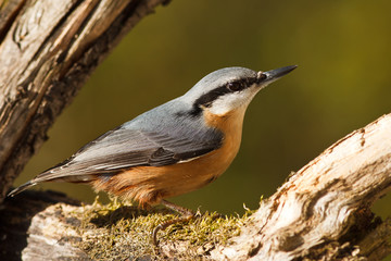 Kleiber, Sitta europaea