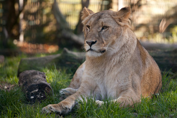Löwin