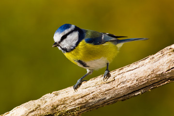 junge Blaumeise (Cyanistes caeruleus, Syn. Parus caeruleus)