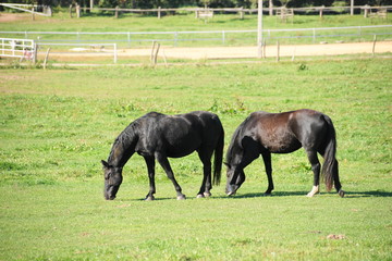 Schweres Warmblüter