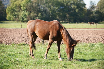 Obraz premium Warmblut-Fuchs