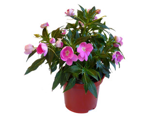 indoor flower. Isolation