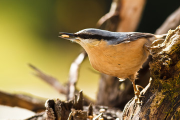 Kleiber, Sitta europaea