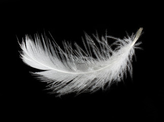 Feather