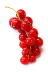 Red currant