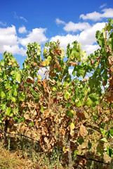 Fototapeta na wymiar Vine with ripe grapes in the region of the Alentejo, Portugal.