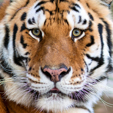 Tigers face