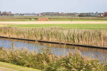 Typical dutch farmland with meadows and canals