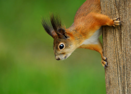 Red Squirrel