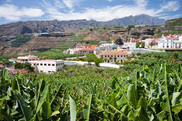 Banana plantation at Tazacorte, La Palma © Kruwt