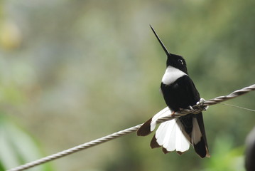 Colibri, Parque Nacional de Los Nevados, Colombia © Ariane Citron