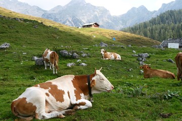 Fototapeta na wymiar Kühe auf der Weide, Agrotourismus