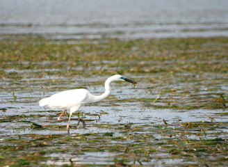 Hunting Stalk