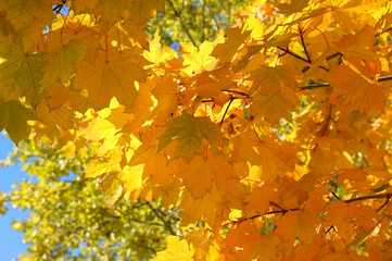 Fall yellow maple leaves background