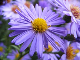 Obraz premium sea asters in rain