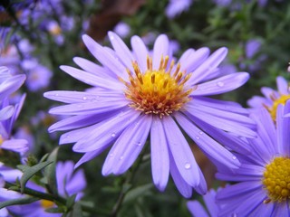 Obraz premium sea asters in rain