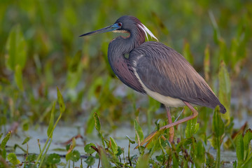 Tricolored Heron