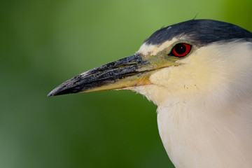 Black-crowned Night-Heron