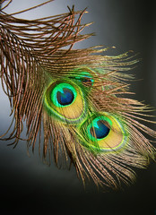 Naklejka premium Peacock Feathers over black